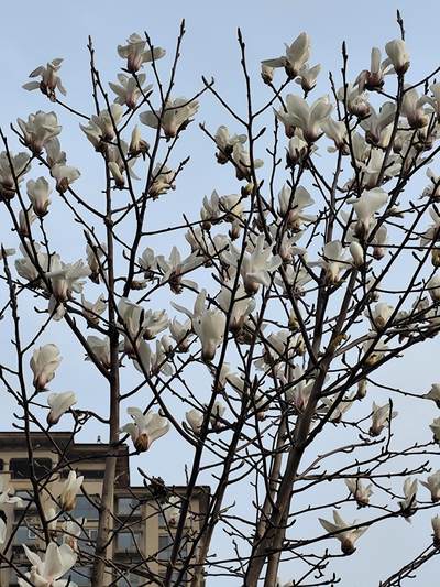 NGC评级的1983年和1984年熊猫铜质纪念币