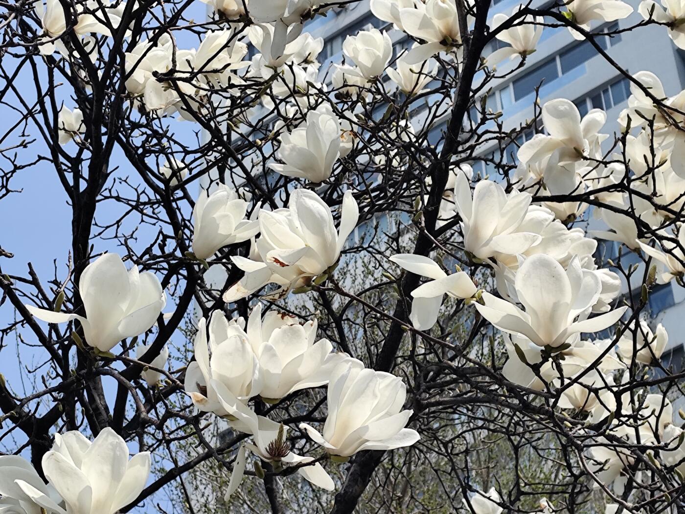 1987年法国卡佩王朝千年纪念10法郎铜币