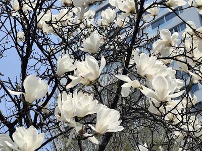 1987年法国卡佩王朝千年纪念10法郎铜币