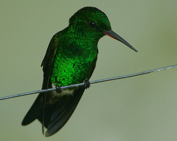 【收藏联盟】第九十八期拍卖 特立尼达和多巴哥 1985年 20元 PMG65EPQ 