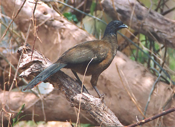 【收藏联盟】第九十八期拍卖 【千位小号】特立尼达和多巴哥 1985年 10元 PMG66EPQ 