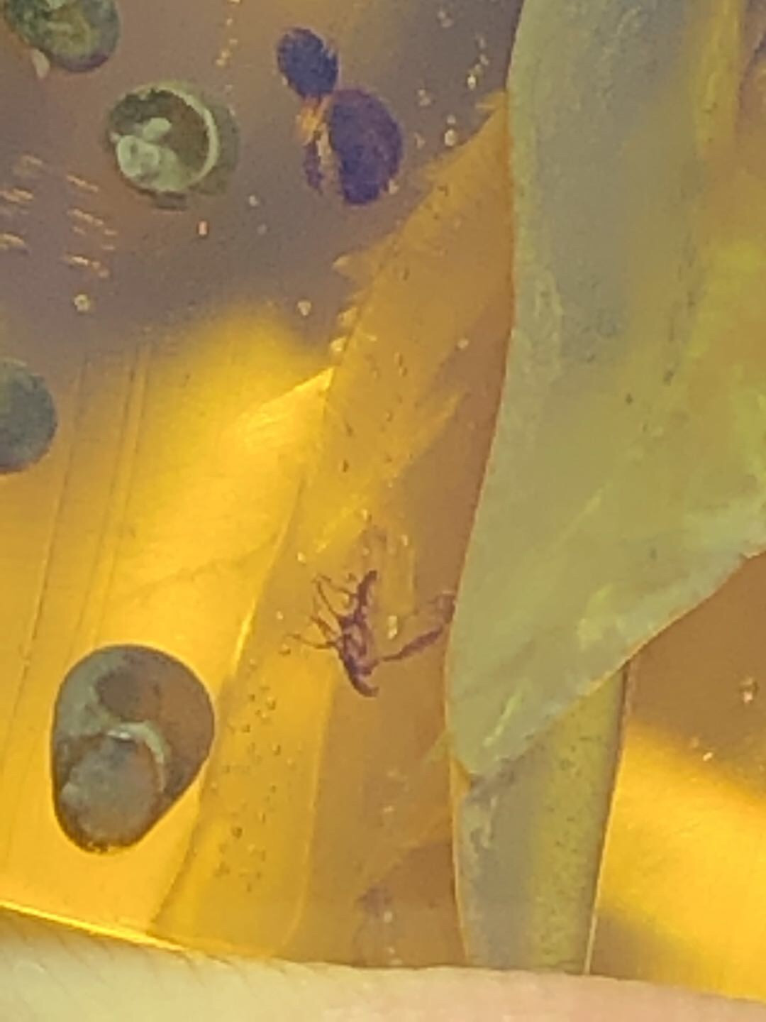 缅甸精品琥珀专场 收藏级精品虫珀！缅甸高白蓝风景虫珀