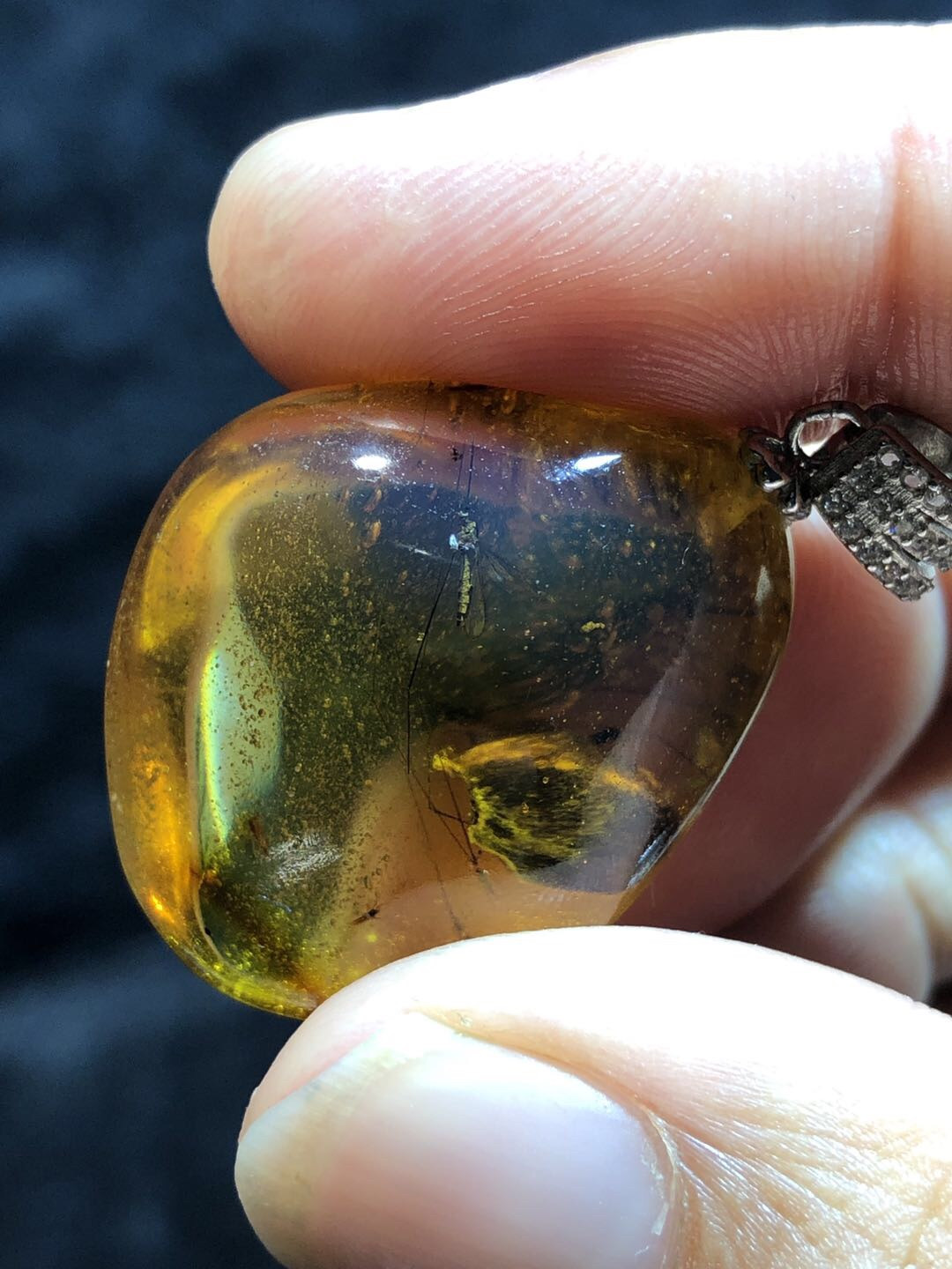 多米尼加蓝珀专场 多米尼加虫珀植物珀