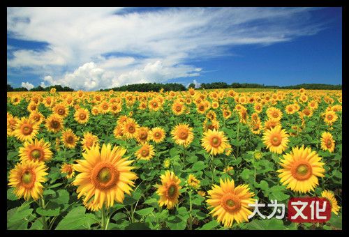 【大为文化】    世界纸币 / 冬拍 / 第二期    【2019】    荷兰  50 盾   P-96  1982年  PMG 67 EPQ