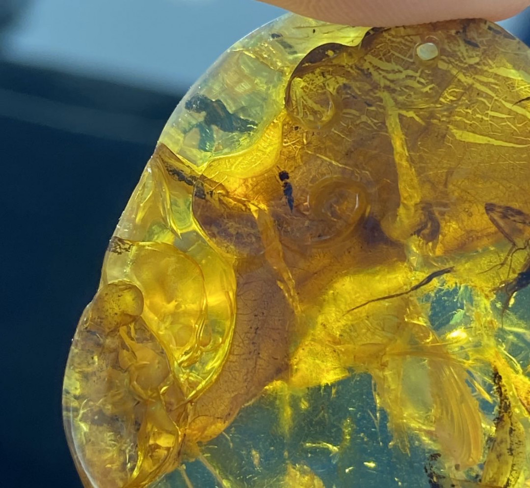 多米、缅甸琥珀混拍专场 多米尼加蓝珀虫珀