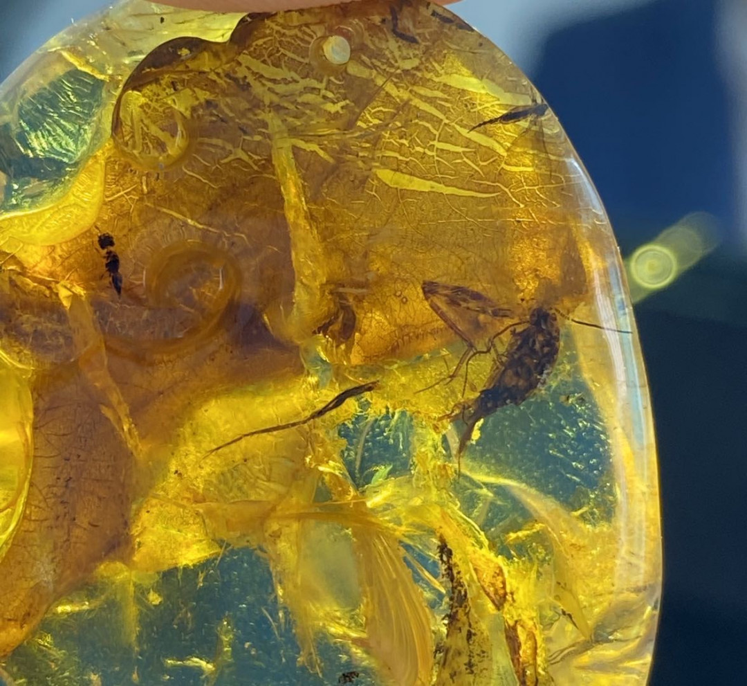 多米、缅甸琥珀混拍专场 多米尼加蓝珀虫珀