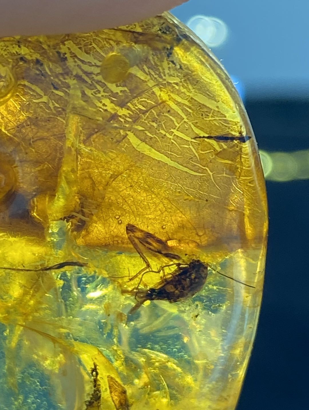 多米、缅甸琥珀混拍专场 多米尼加蓝珀虫珀