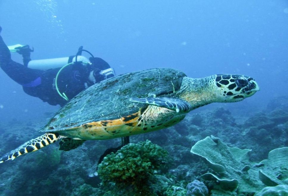 【收藏联盟】第152期拍卖——塞舌尔大海龟（共55拍） 【a版】塞舌尔 早期年份 1968年10卢比 大海龟 PMG66EPQ  p15a 经典戎装女王 非常精美