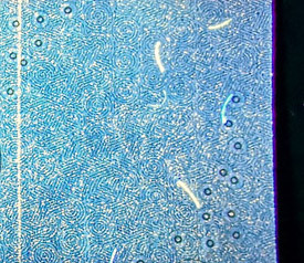 精品荧光十七期拍卖 黄金一线天满版强雾沙