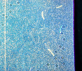 精品荧光十七期拍卖 - 黄金一线天满版强雾沙