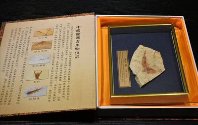 永恒藏真阁拍卖专场《第三十二期》 - 古生物鱼化石【藏品名称】古生物鱼化石【藏品类别】化石【发行时间】晚侏罗纪