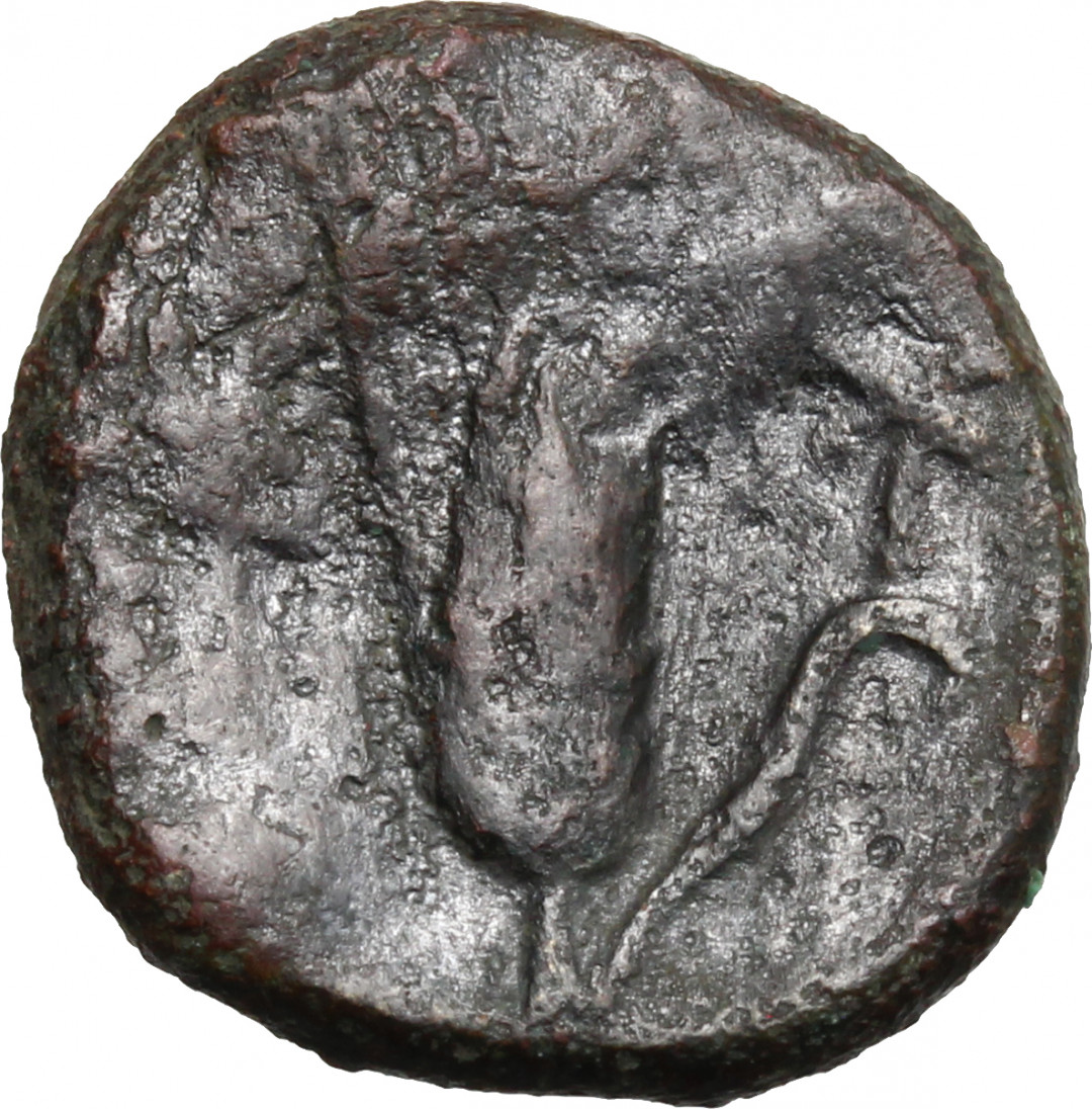 阿尔特米德古典钱币中国微拍第六期 古希腊意大利半岛 卢卡尼亚 梅塔庞顿城邦 谷物女神铜币 