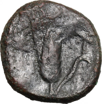 阿尔特米德古典钱币中国微拍第六期 古希腊意大利半岛 卢卡尼亚 梅塔庞顿城邦 谷物女神铜币 