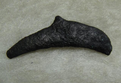 阿尔特米德古典钱币中国微拍第六期 古希腊 黑海奥尔比亚 海豚型铜币