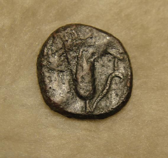 阿尔特米德古典钱币中国微拍第六期 古希腊意大利半岛 卢卡尼亚 梅塔庞顿城邦 谷物女神铜币 