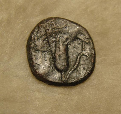 阿尔特米德古典钱币中国微拍第六期 古希腊意大利半岛 卢卡尼亚 梅塔庞顿城邦 谷物女神铜币 