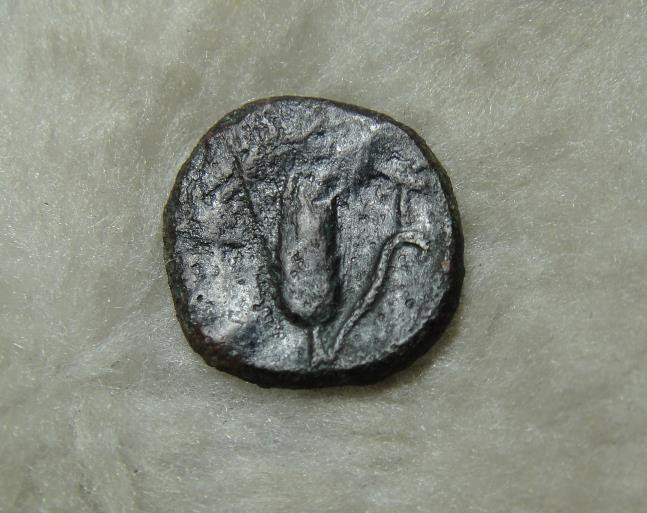 阿尔特米德古典钱币中国微拍第六期 古希腊意大利半岛 卢卡尼亚 梅塔庞顿城邦 谷物女神铜币 