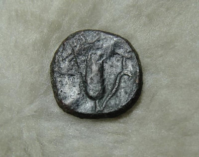 阿尔特米德古典钱币中国微拍第六期 古希腊意大利半岛 卢卡尼亚 梅塔庞顿城邦 谷物女神铜币 