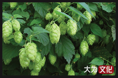 【大为文化】 世界纸币 / 冬季微拍 / 第四期 【2020.12.11】 丹麦  50克朗  1942年  P-32d   PMG 65e