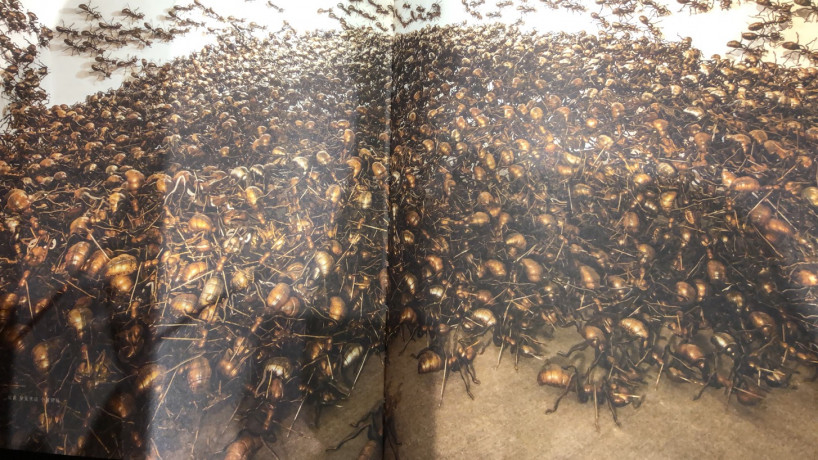 麦朵尔书籍 蚁王归巢