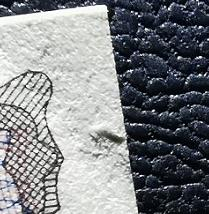 N&C第十一期: 欢乐捡漏场 早期马尔代夫5 BWC经典之作 珍稀品种 纸张很厚 UNC-