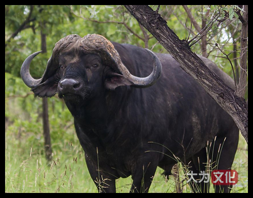 【大为文化】 世界纸币 / 夏季微拍 / 第五期 【2021.6.6】 南非  100兰特  1994年  P-126a   PMG66e 首版