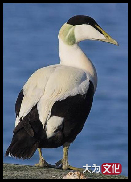 【大为文化】 世界纸币 / 夏季微拍 / 第五期 【2021.6.6】 格陵兰岛（丹属）25伊尔 P-11b 1913版  PMG 66EPQ