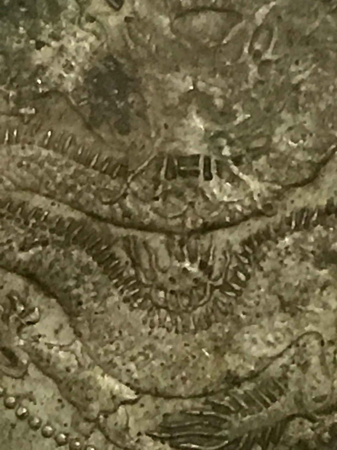 缤纷快乐拍第363期，鸽子自重 云南半圆龙四空圈，梅花带点版一枚，龙洋中的价值洼地，全龙鳞百年老彩，少见的酱头彩