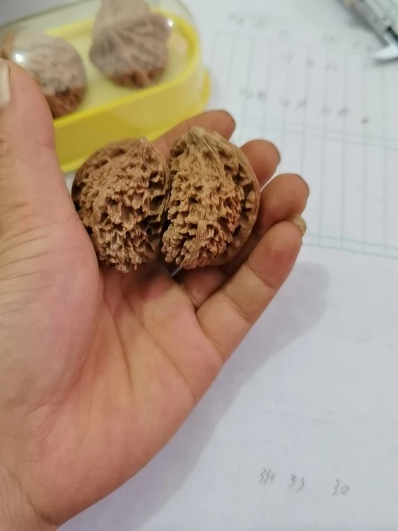 文玩核桃，满天星异型半壁江山