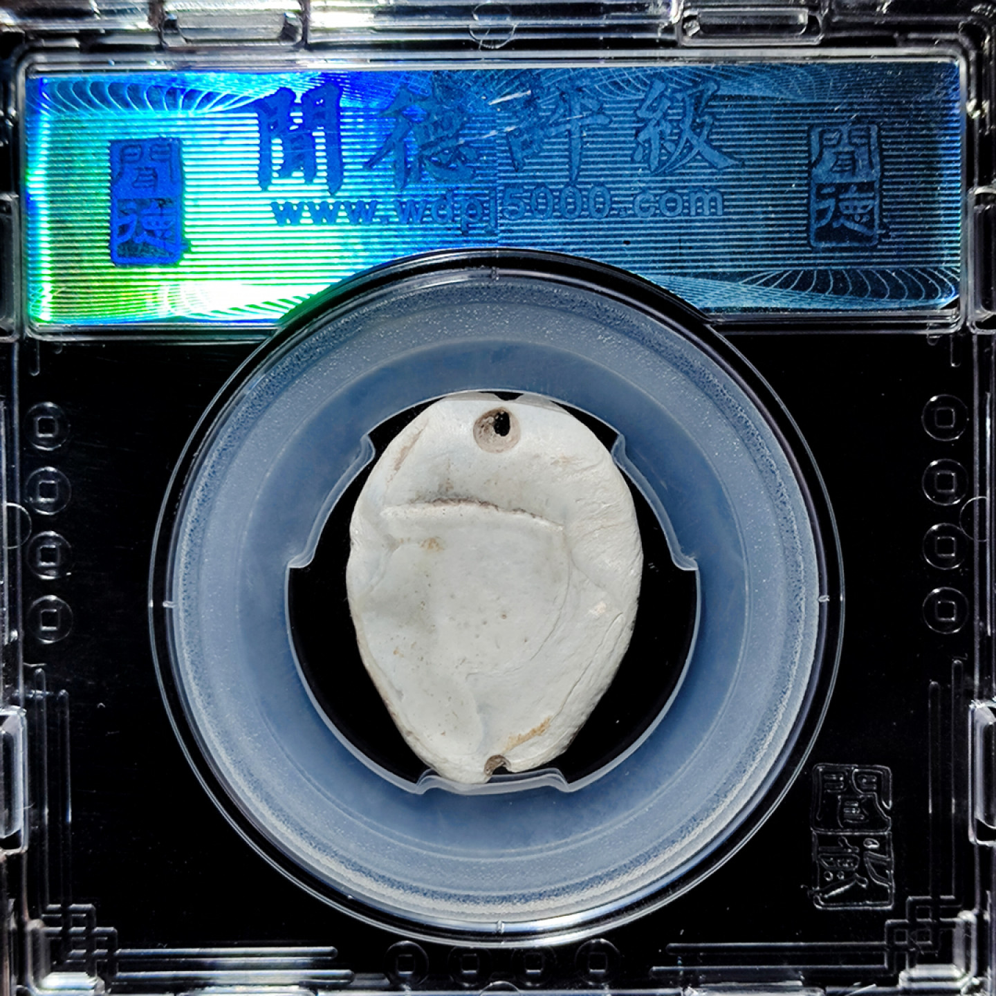 【趵突泉社】--第一期 先秦时期齐系蚌贝币