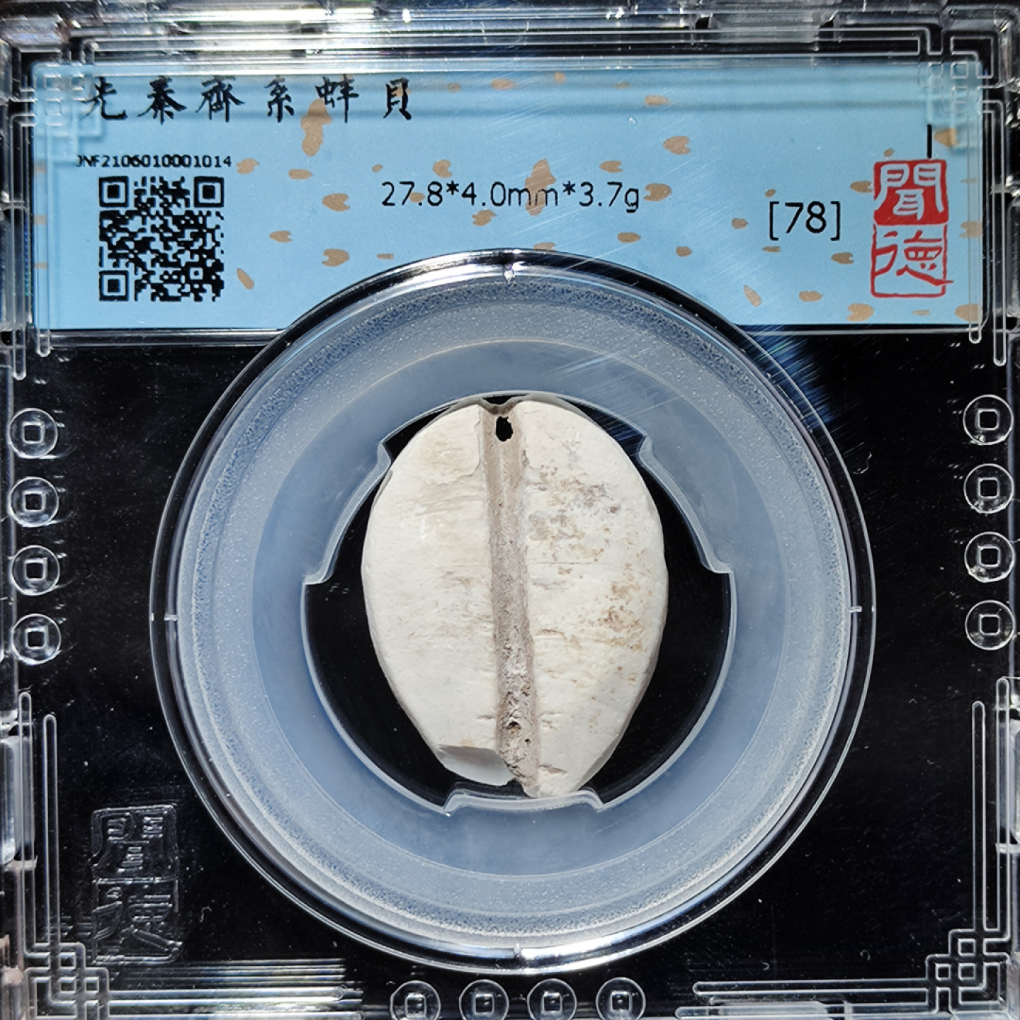 【趵突泉社】--第一期 先秦时期齐系蚌贝币