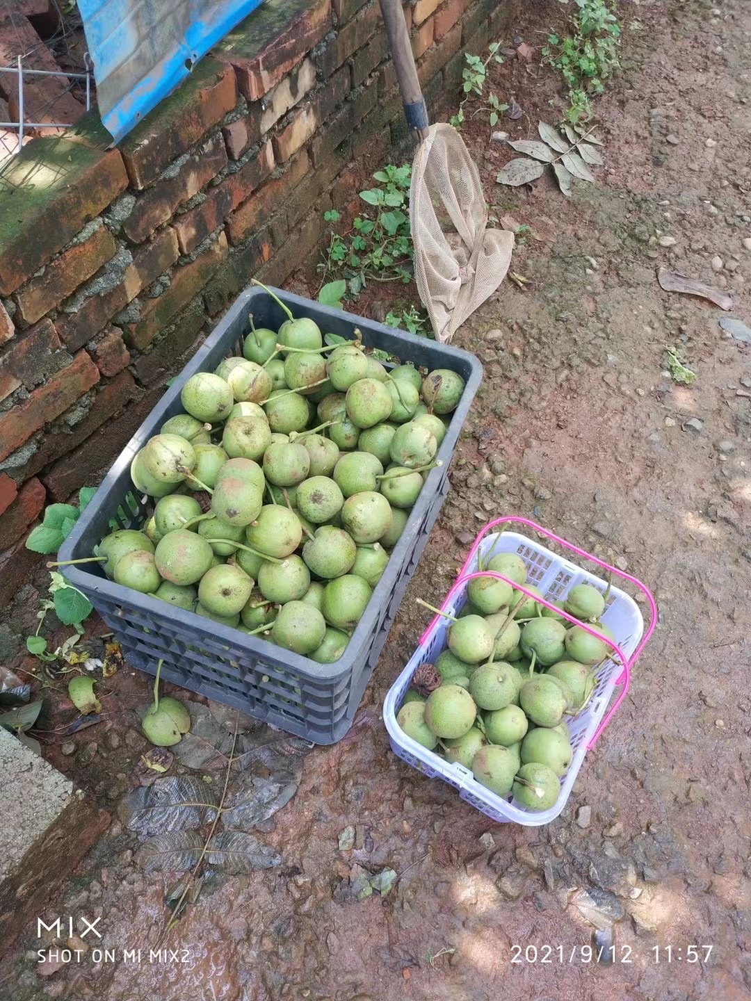 零元拍：自家下树的文玩核桃四座楼狮子头，自家树的果子，六个一起拍，以实物为准。没有做深度清理。