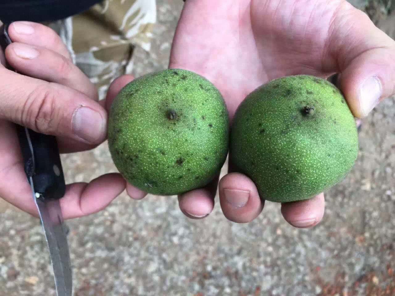 零元拍：自家下树的文玩核桃四座楼狮子头，自家树的果子，六个一起拍，以实物为准。没有做深度清理。