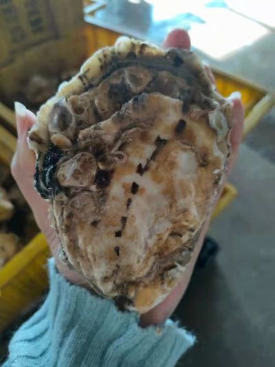 【鲜活乳山生蚝】10斤一箱，每个半斤左右，198一箱顺丰包邮发全国 - 【鲜活乳山生蚝】10斤一箱，一个半斤左右，198顺丰包邮全国