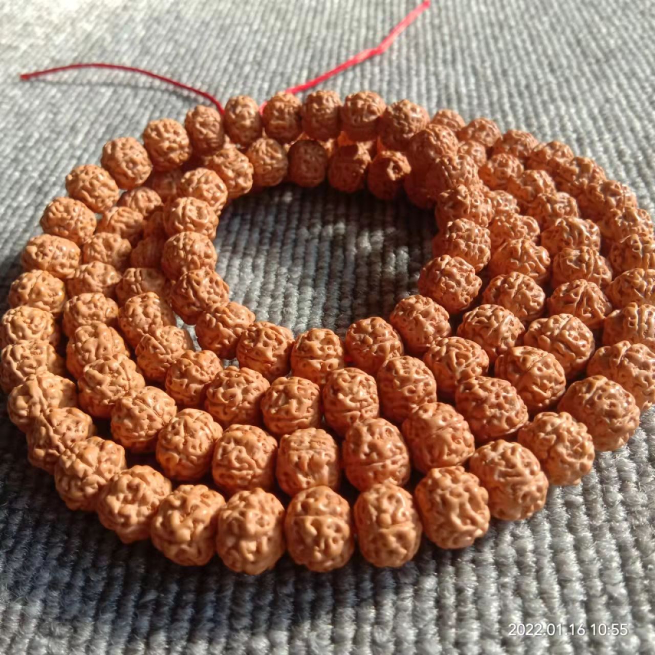 五瓣矮桩爆肉小金刚