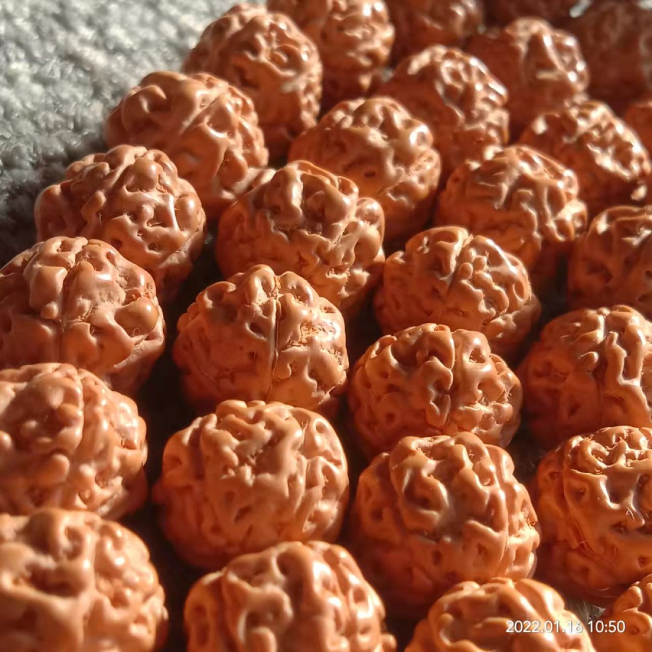 五瓣矮桩爆肉小金刚