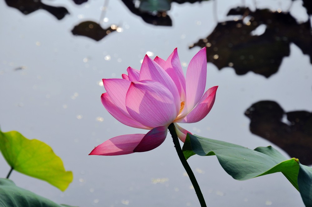 《竞宝斋》第36场-本周日 （全场顺丰包邮） 铭记历史 章撤拍