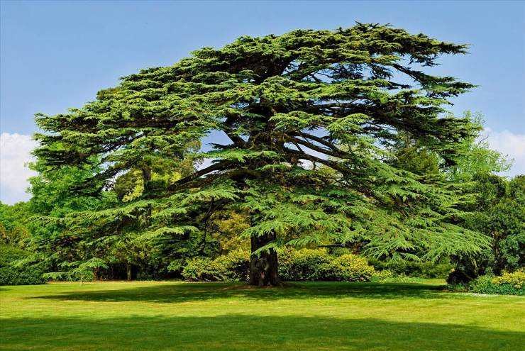 瓶子🏺第29期拍卖会 黎巴嫩1952年50皮银币