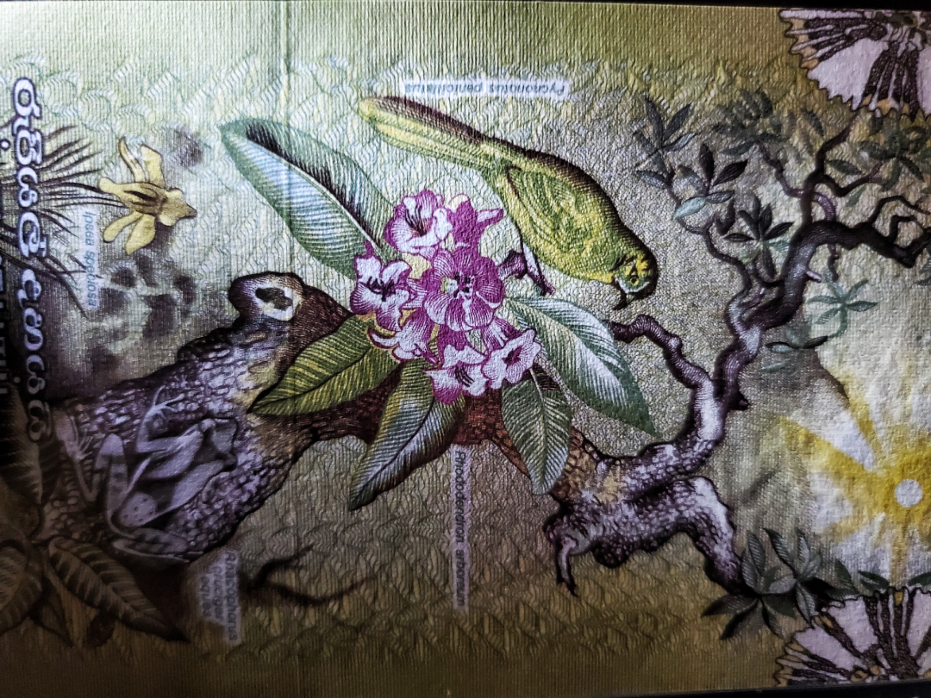 外钞收藏家》第一百七十六期拍卖 斯里兰卡10卢比 经典花鸟钞代表 全套里只有10和100是满背荧光 最高性价比 地区潮湿高分难出 该张67分绝品品相
