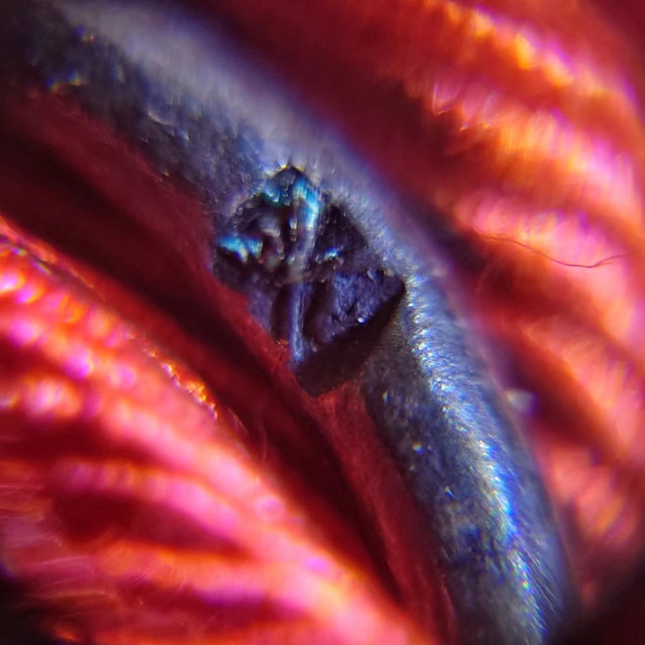 勋章奖章交易所5月14日群拍 法国第四共和国荣军勋章