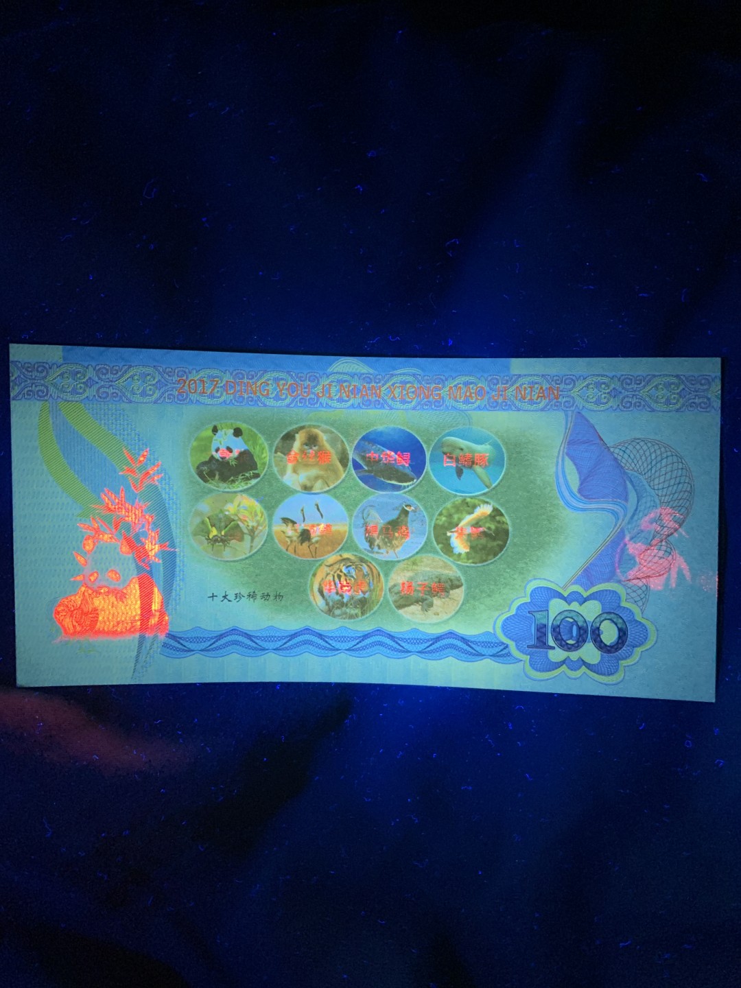 北极狼收藏3$ 国家一级珍稀动物大熊猫纪念