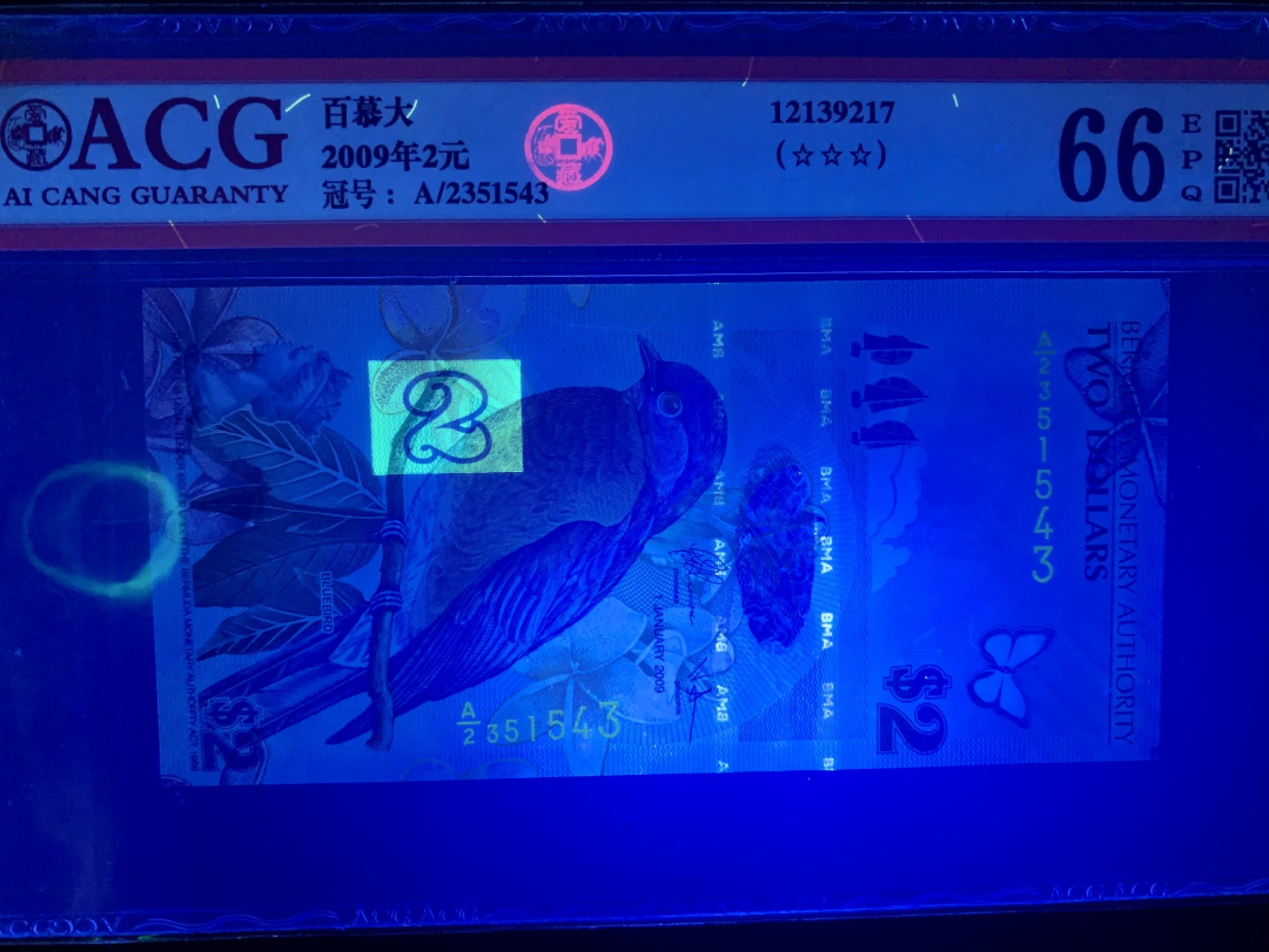 纸币专场 百幕大蓝鸟币