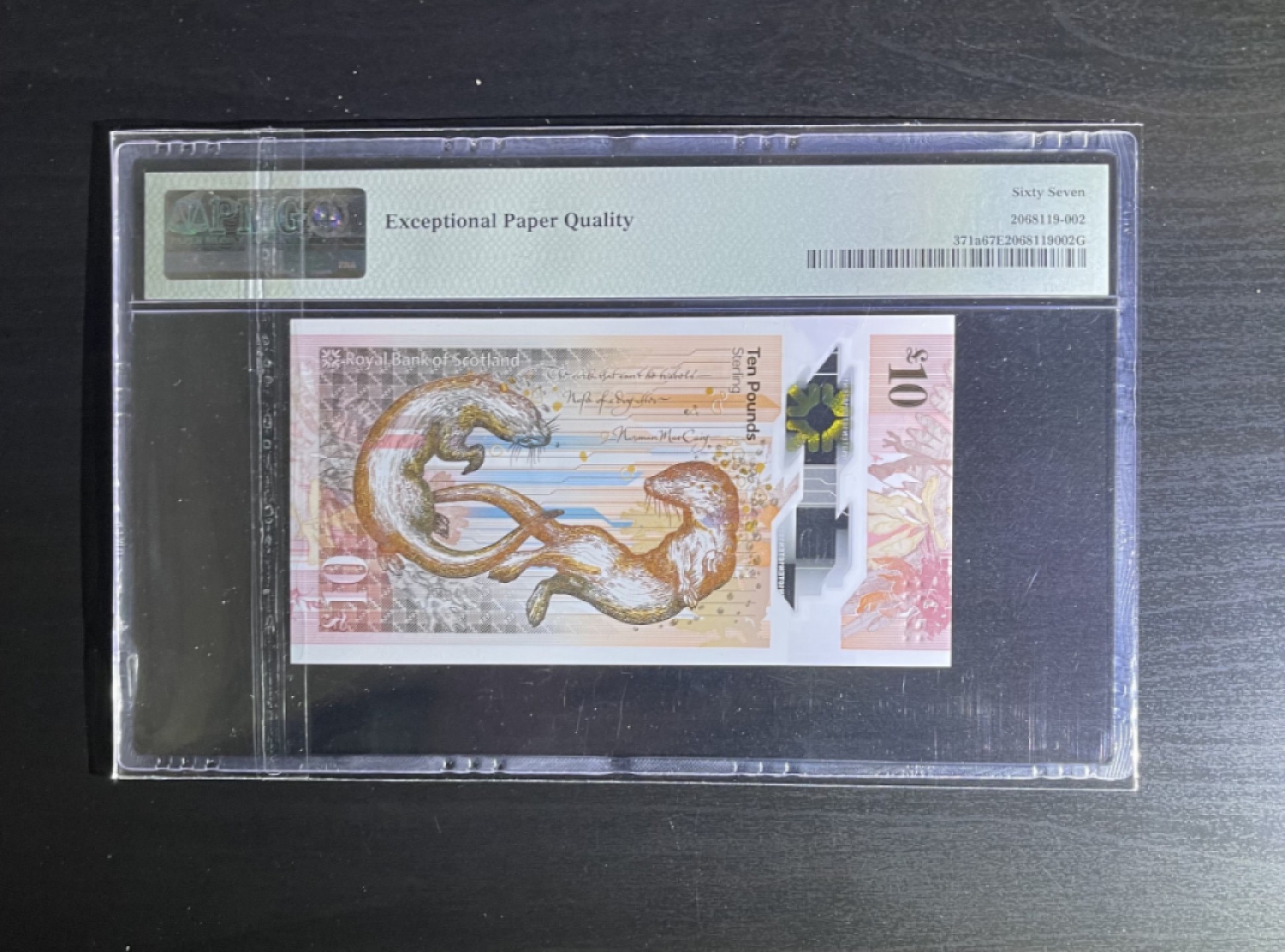 【丑猫0911】今晚7点整，自动快拍 苏格兰小松鼠