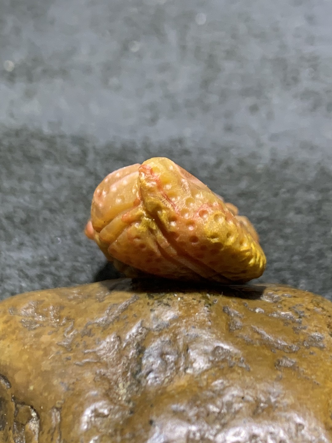 精美亚光高玉化战国红玛瑙花生吊坠一个，