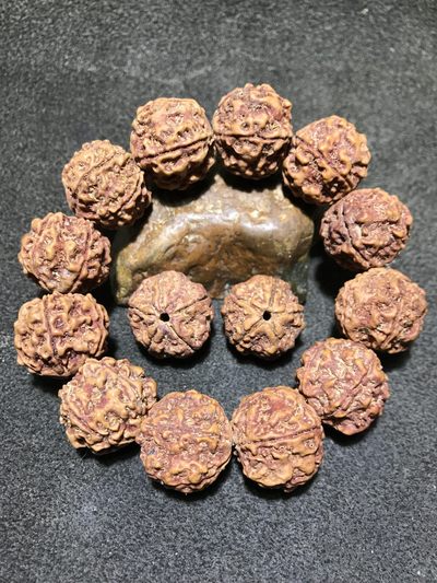 【五瓣21门墩爆肉双龙】尼泊尔金刚菩提一条， - 【五瓣21门墩爆肉双龙】尼泊尔金刚菩提一条，