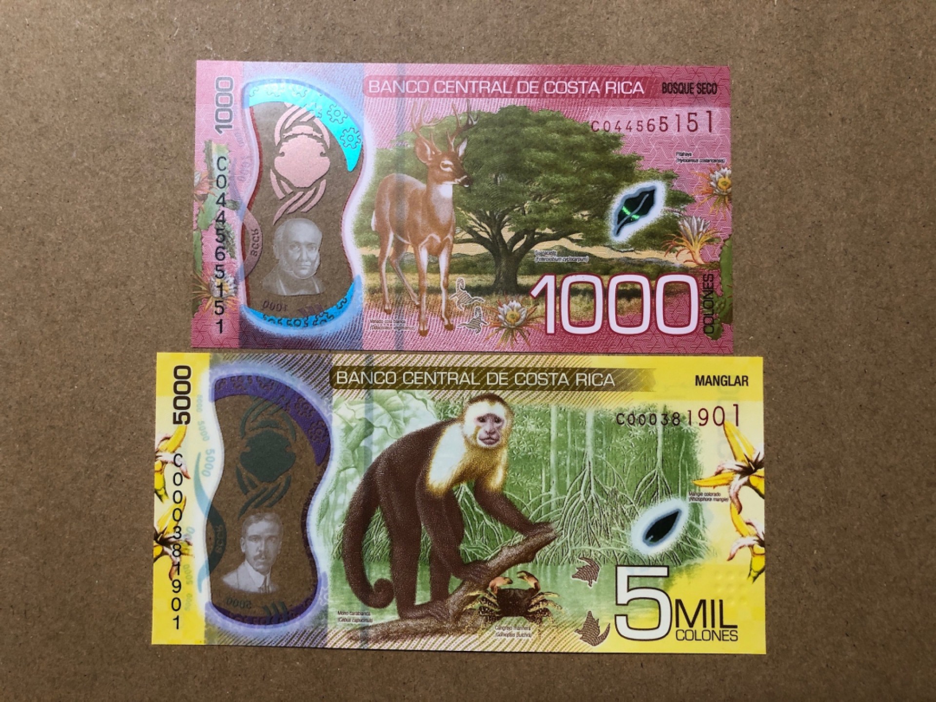 《张总收藏》65期——外币盛宴 哥斯达黎加1000、5000科朗2张 UNC 塑料钞