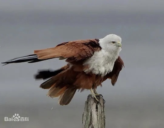 收藏联盟Quantum Auction 第185期拍卖 新加坡1978年1000元 PMG55 高面值稀少 栗鸢与大船