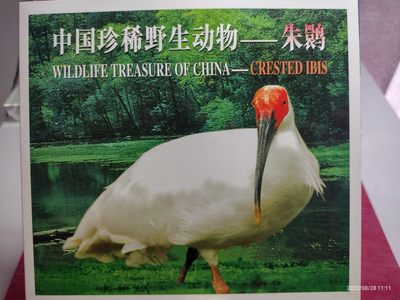 中国珍稀野生动物一朱鹮 - 中国珍稀野生动物一朱鹮