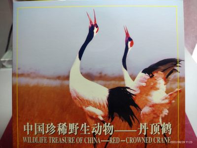 中国珍稀野生动物一丹顶鹤 - 中国珍稀野生动物一丹顶鹤