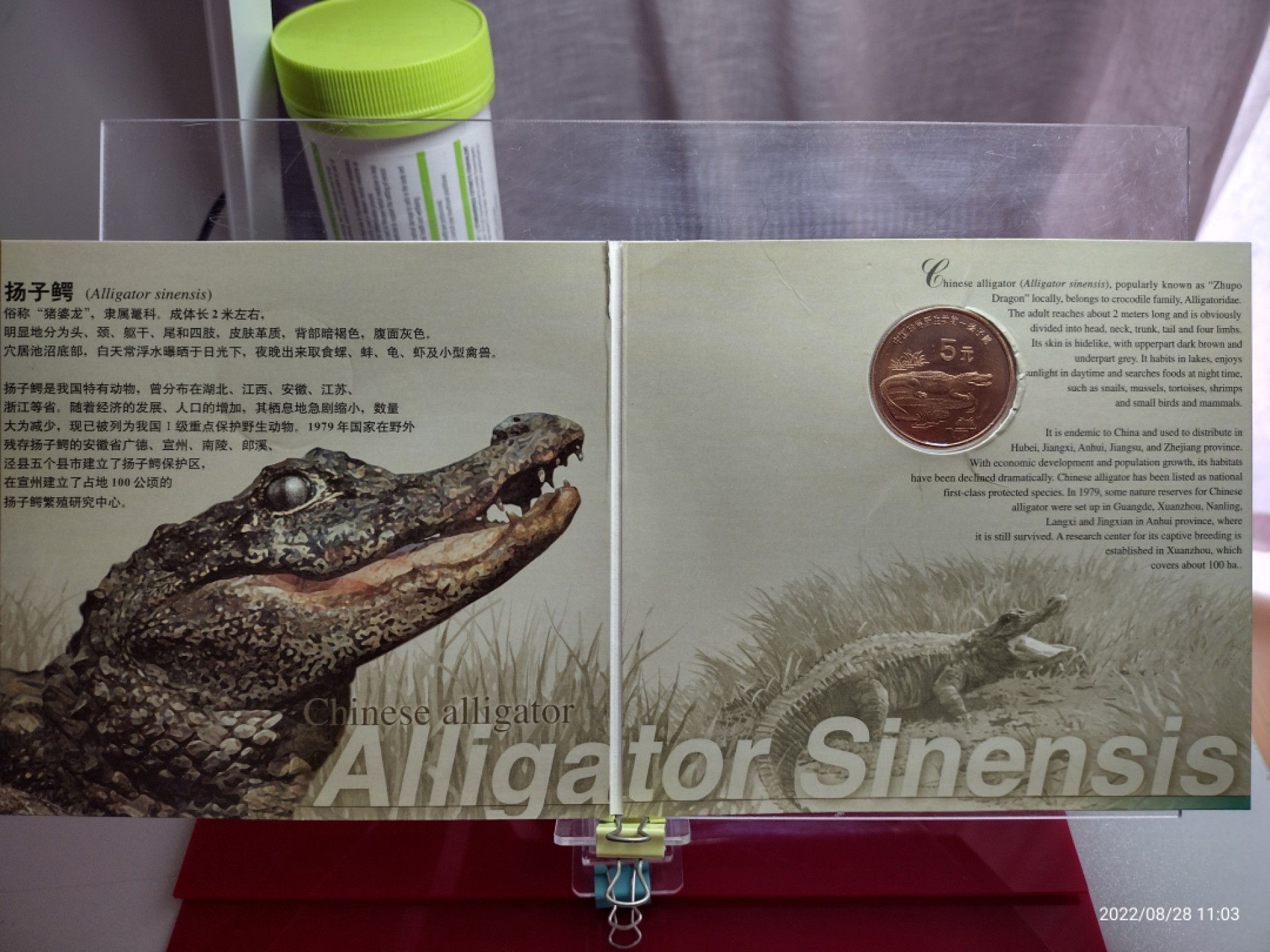 中国珍稀野动物一扬子鳄